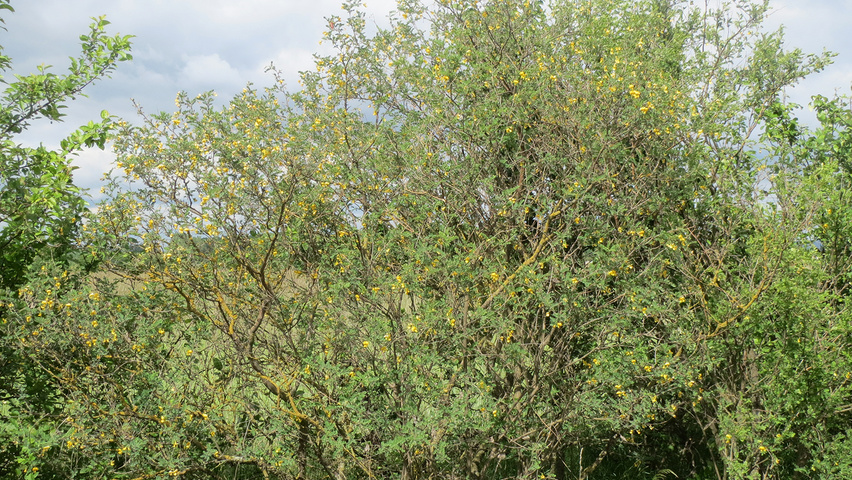 Colutea arborescens solitary shrubs