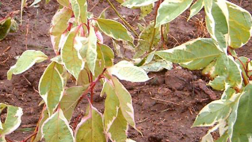 Cornus alba 'Elegantissima' Blatt
