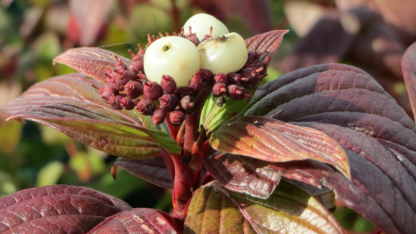 Cornus alba fruits