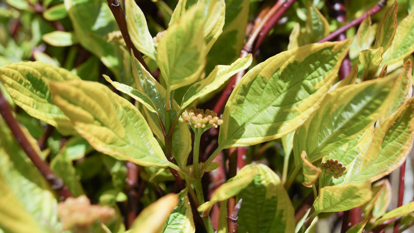 Cornus alba 'Gouchaultii' blad