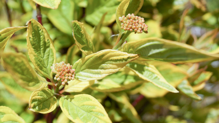 Cornus alba 'Gouchaultii' blad