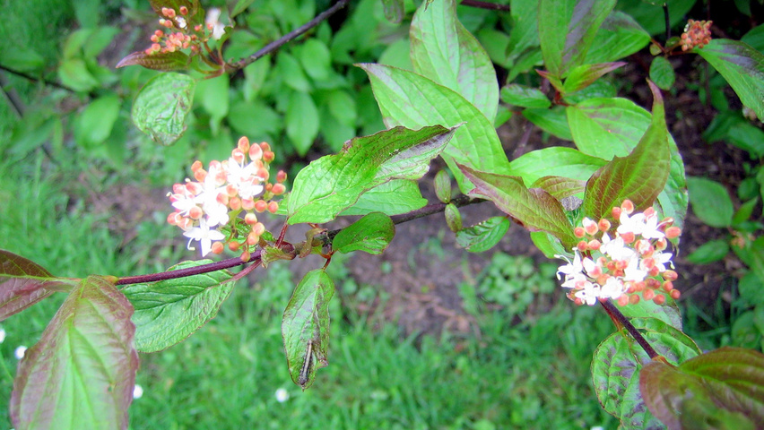 Cornus alba 'Kesselringii' flowers
