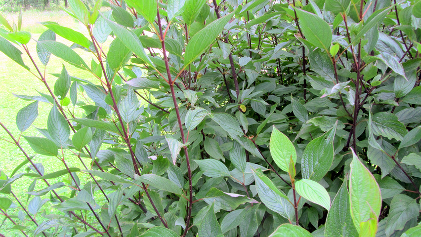 Cornus alba 'Kesselringii' leaves