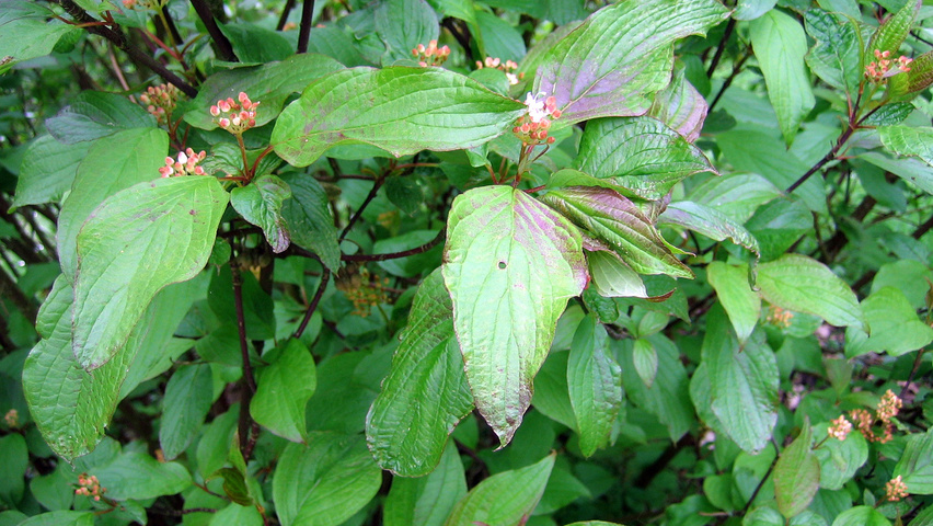 Cornus alba 'Kesselringii' leaves