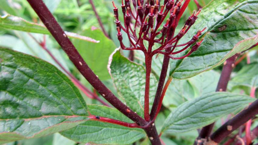 Cornus alba 'Kesselringii' twigs