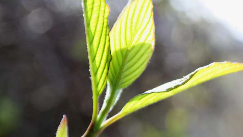 Cornus alba leaves