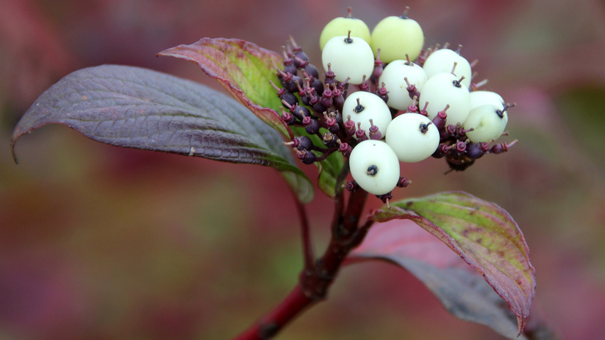 Cornus alba 'Sibirica' fruits