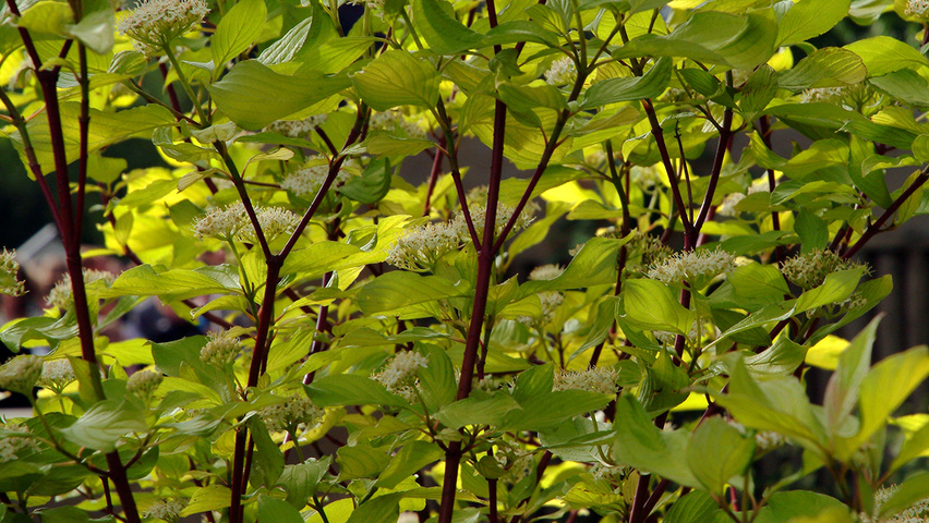 Cornus alba 'Sibirica' leaves