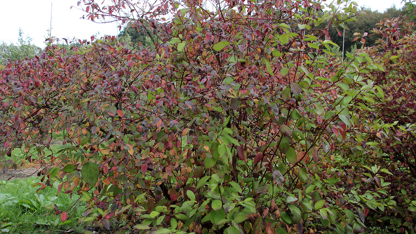 Cornus alba 'Sibirica' solitary shrubs