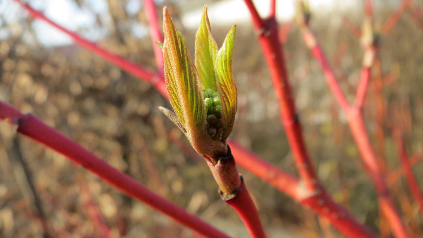 Cornus alba twigs