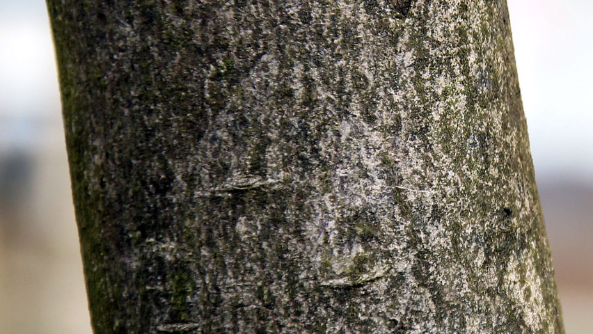 Cornus alternifolia kora