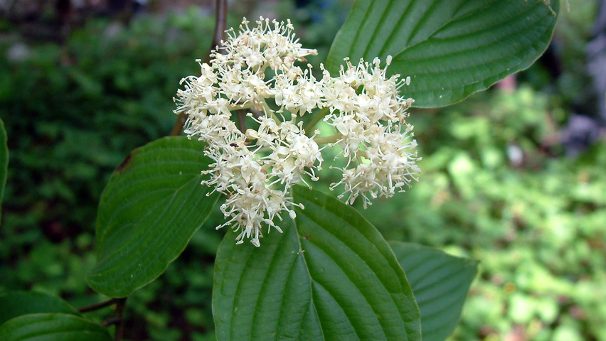 Cornus alternifolia kwiaty