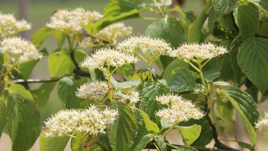 Cornus alternifolia kwiaty