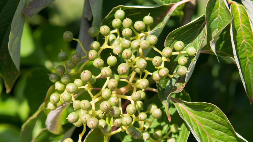 Cornus alternifolia owoce