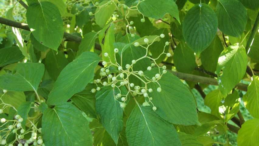 Cornus alternifolia owoce