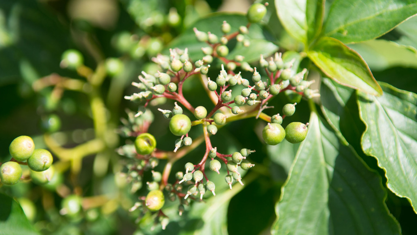 Cornus alternifolia owoce
