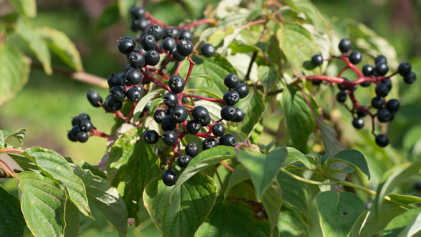 Cornus alternifolia owoce