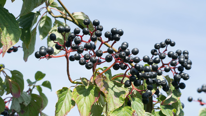 Cornus alternifolia owoce