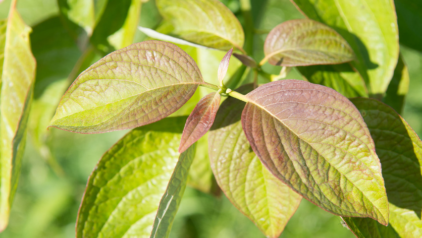 Cornus alternifolia liście