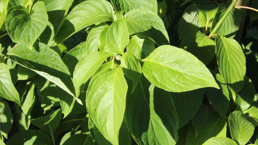 Cornus alternifolia liście
