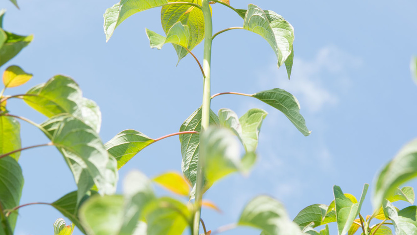Cornus alternifolia liście