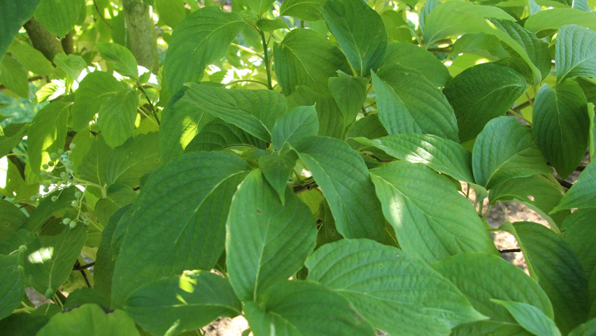 Cornus alternifolia liście