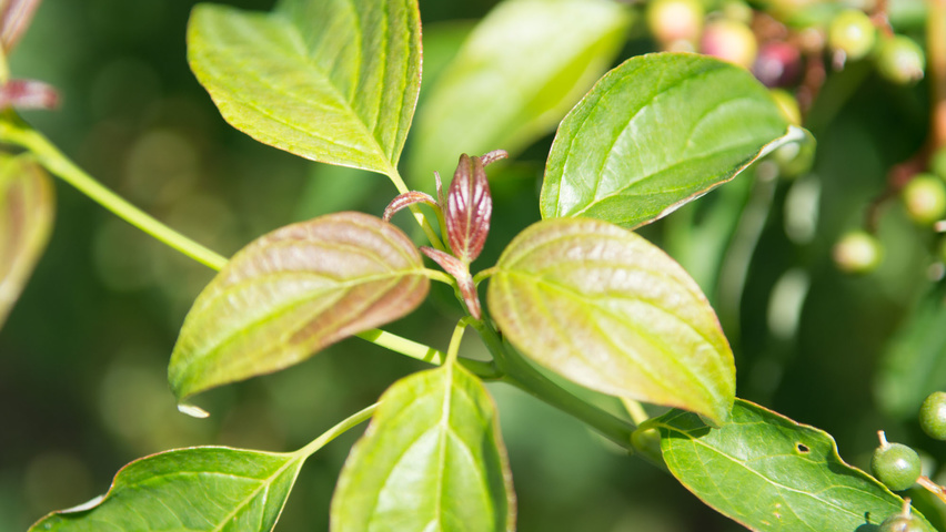 Cornus alternifolia liście