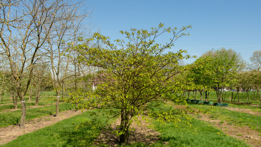 Cornus alternifolia wielopniowy