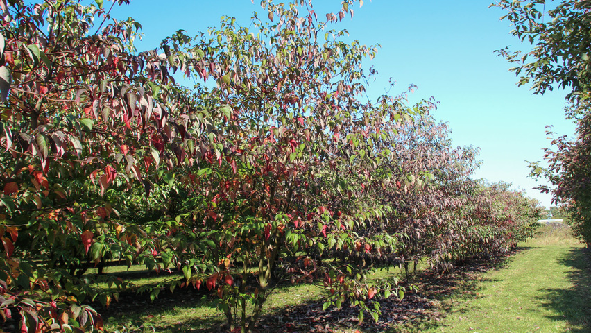 Cornus alternifolia wielopniowy