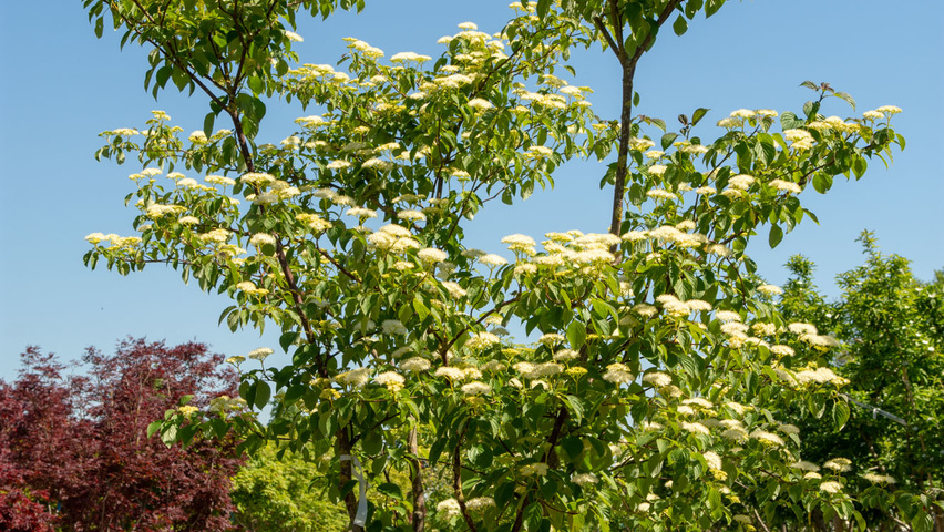 Cornus alternifolia wielopniowy parasolowaty