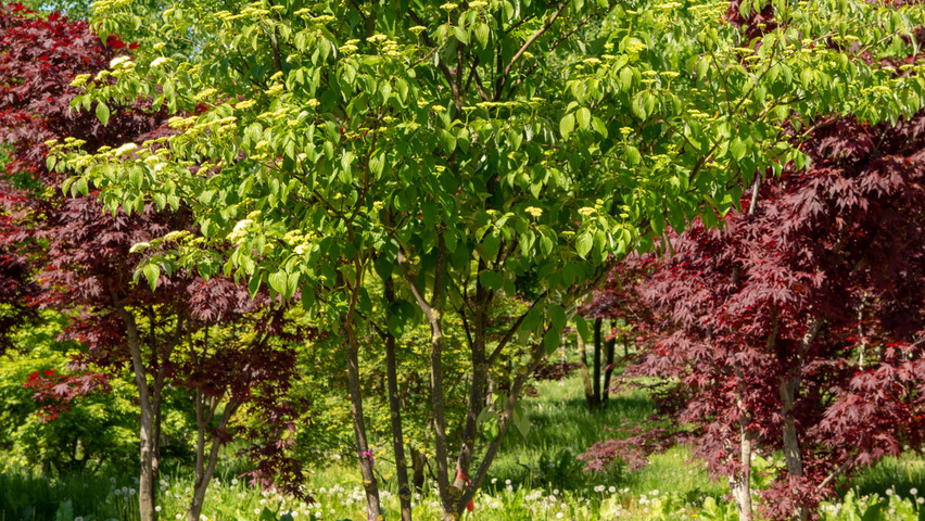 Cornus alternifolia wielopniowy parasolowaty