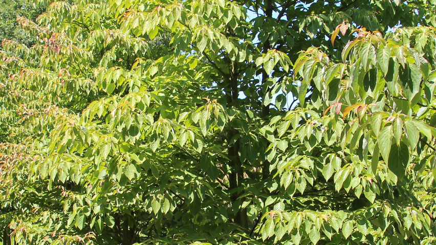 Cornus alternifolia wielopniowy parasolowaty