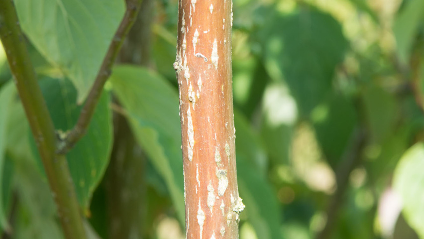 Cornus alternifolia pędy