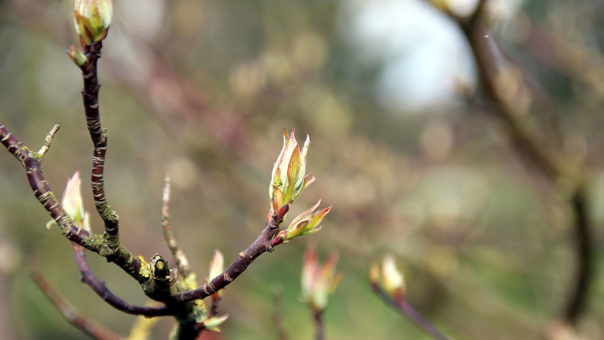 Cornus alternifolia pędy