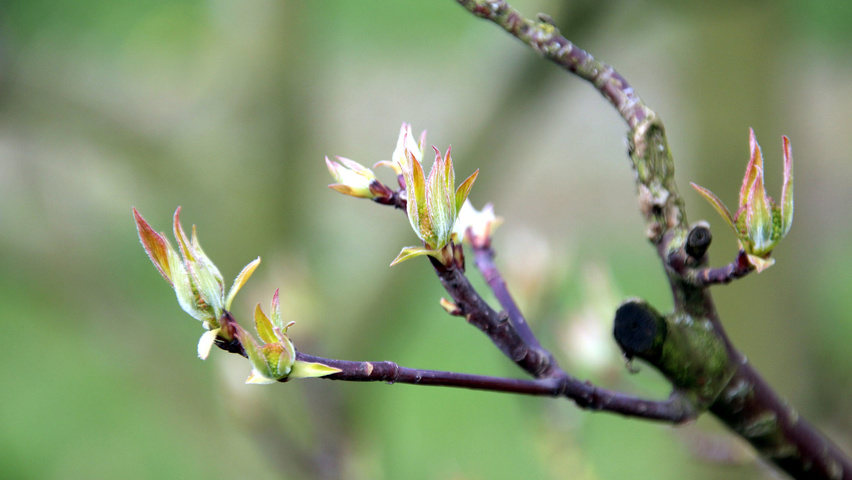 Cornus alternifolia pędy