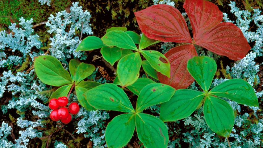 Cornus canadensis herfstblad