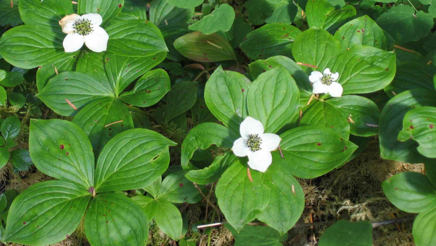 Cornus canadensis bloem