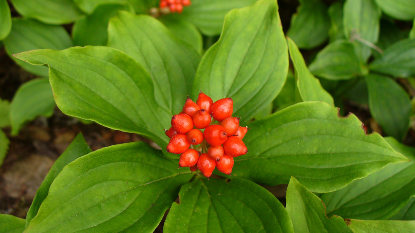 Cornus canadensis vrucht