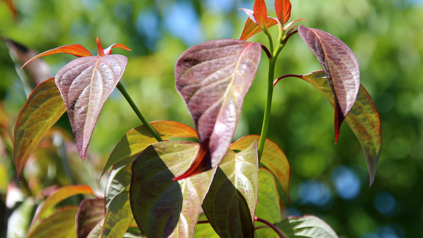 Cornus controversa 'Pagoda' Blatt