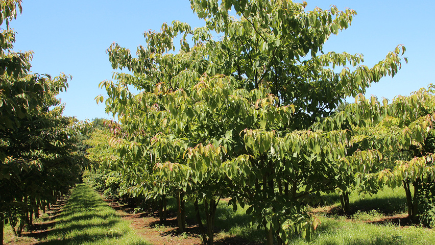 Cornus controversa 'Pagoda' mehrstämmige