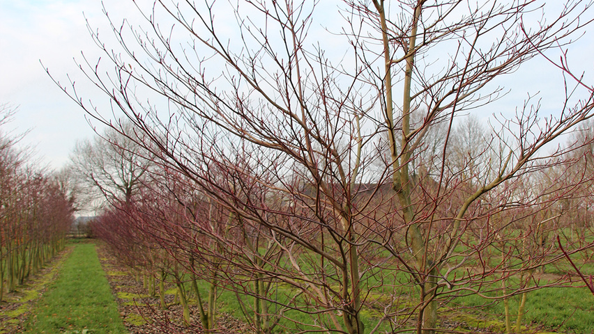 Cornus controversa 'Pagoda' mehrstämmige