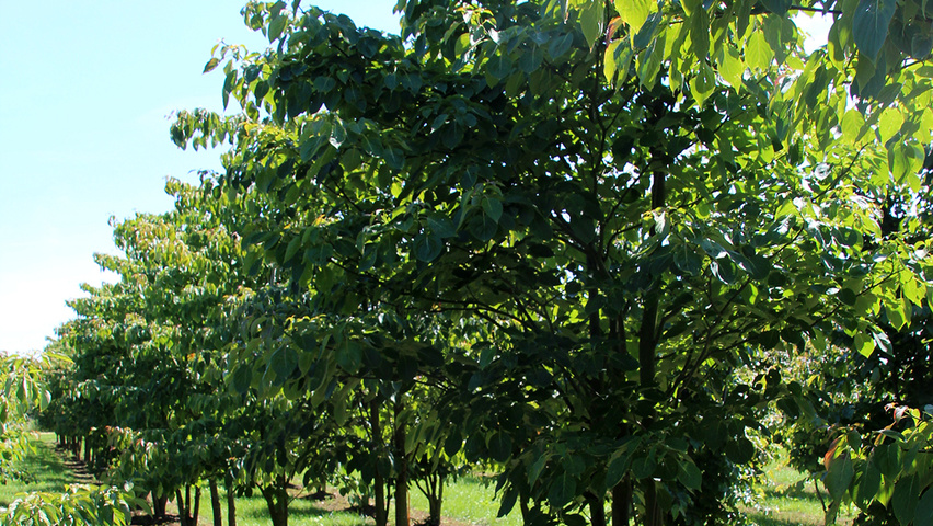 Cornus controversa 'Pagoda' mehrstämmige Schirmform