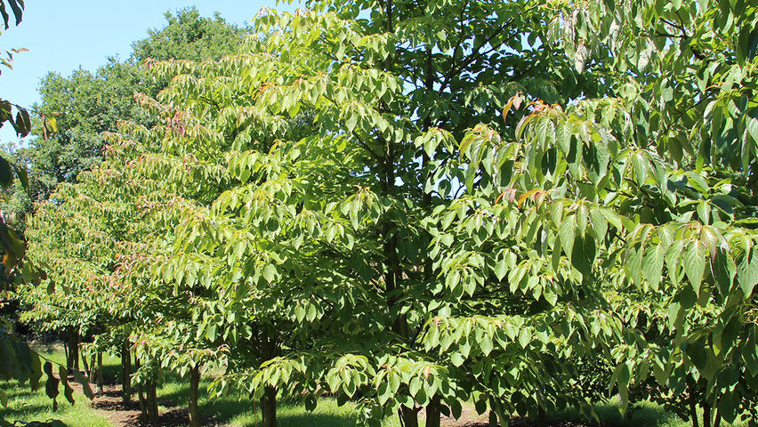 Cornus controversa 'Pagoda' mehrstämmige Schirmform