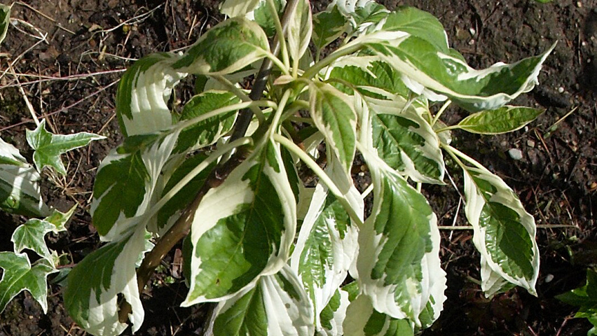 Cornus controversa 'Variegata' blad