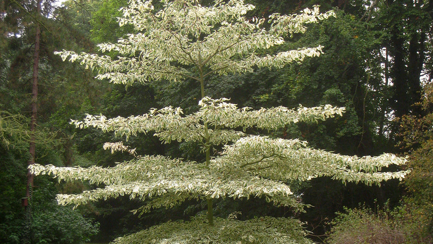 Cornus controversa 'Variegata' solitair heesters