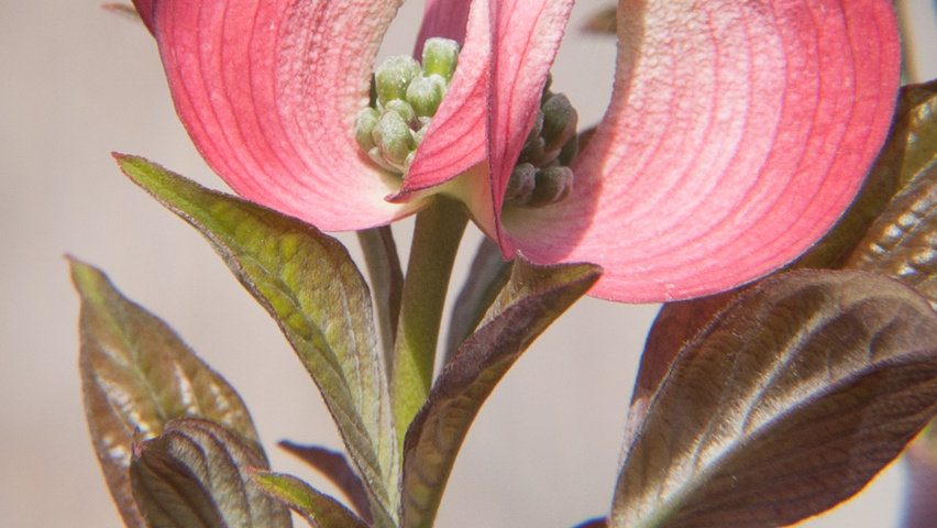 Cornus florida 'Cherokee Chief' цветки