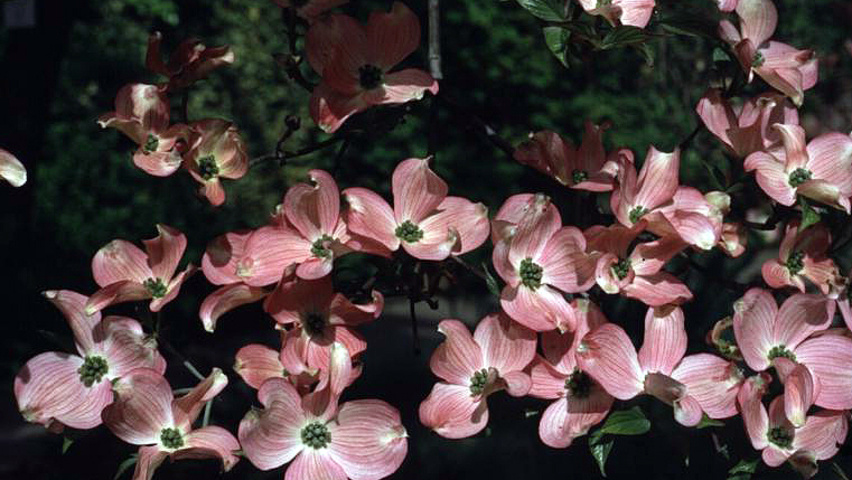 Cornus florida f. rubra flowers