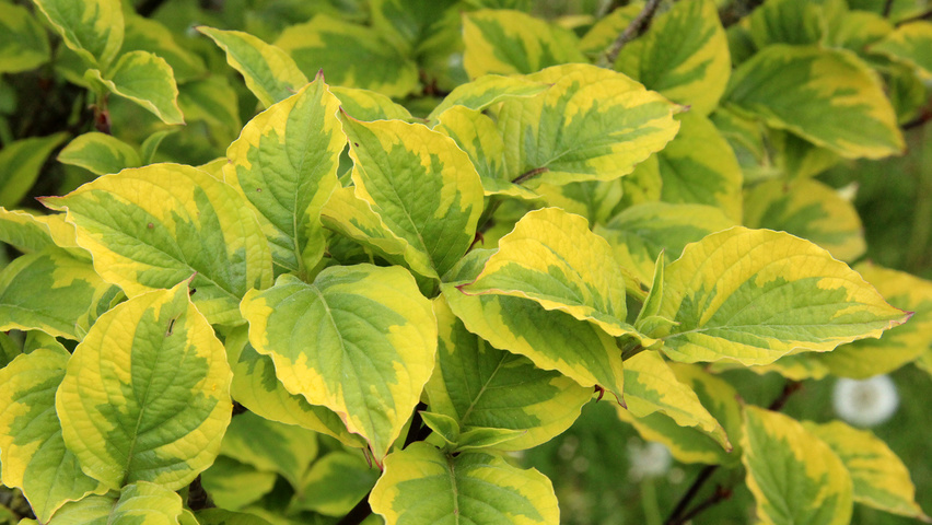Cornus florida 'Rainbow' leaves