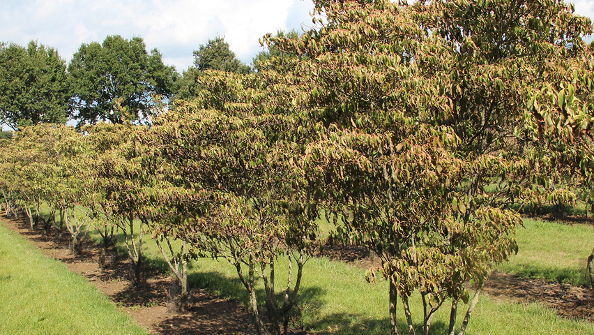 Cornus florida 'Rainbow' multi-stem umbrella