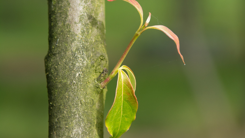 Cornus kousa 'China Girl' bark